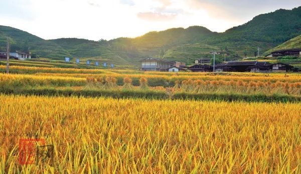 富硒大米德化（富硒优质大米）-硒宝网