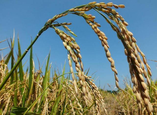 富硒大米电商(富硒优质大米)-硒宝网