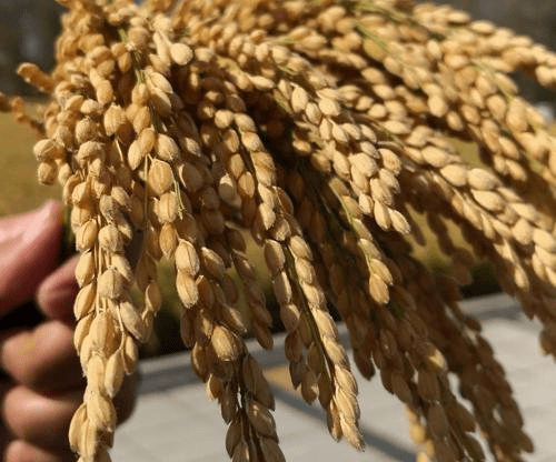 富硒大米电商(富硒优质大米)-硒宝网