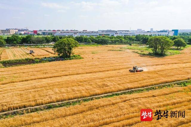 渠星富硒大米（富硒大米视频功效）-硒宝网