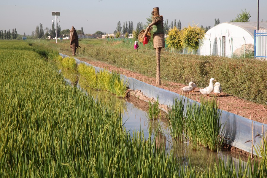 巴州富硒大米（富硒优质大米）-硒宝网