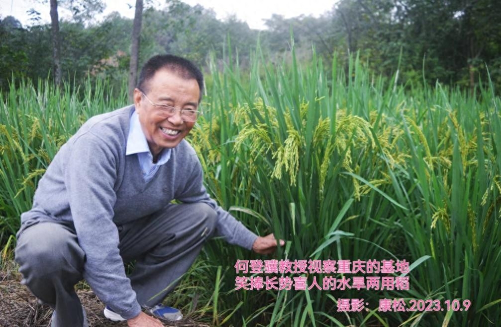 富硒大米面世（富硒的大米）-硒宝网