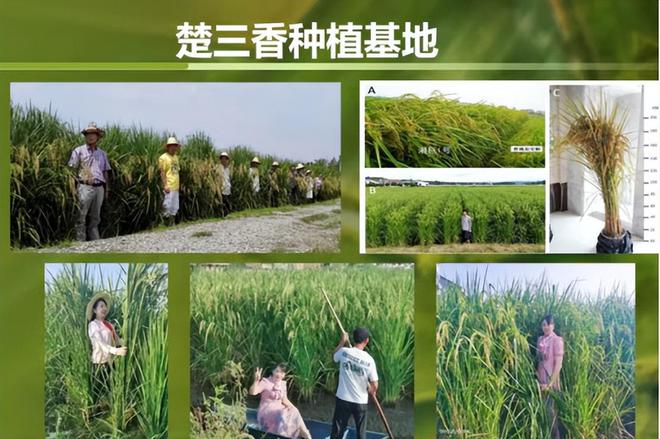 富硒大米电商（富硒大米市场分析）-硒宝网