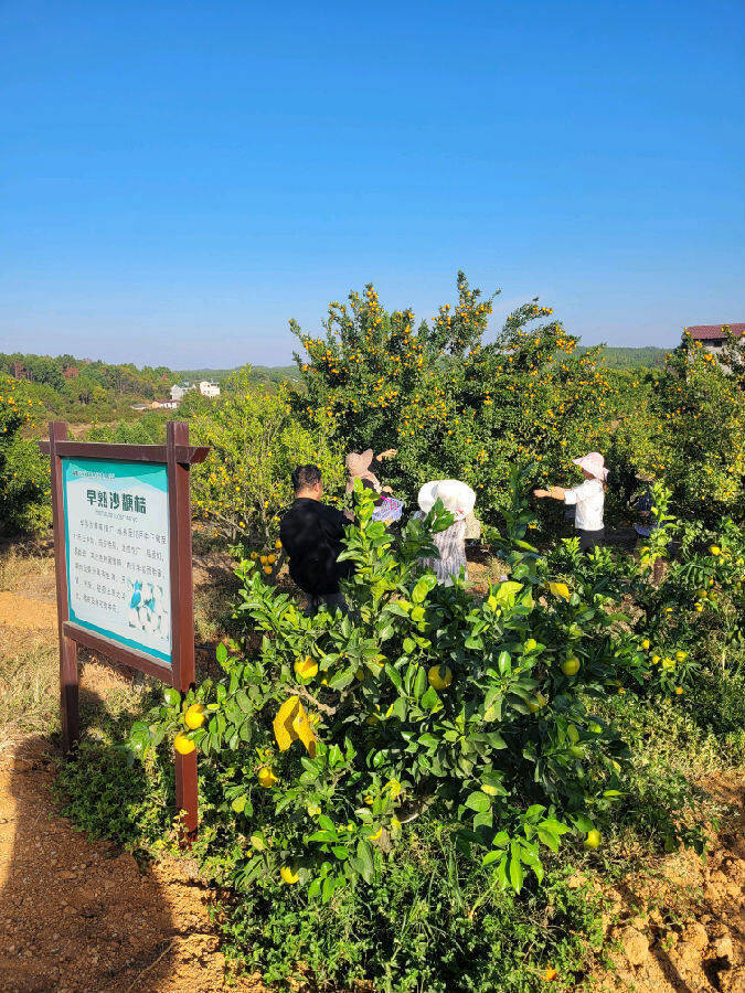 江秋富硒大米(一江秋富硒大米)-硒宝网