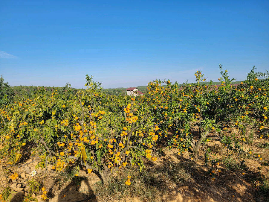 江秋富硒大米(一江秋富硒大米)-硒宝网