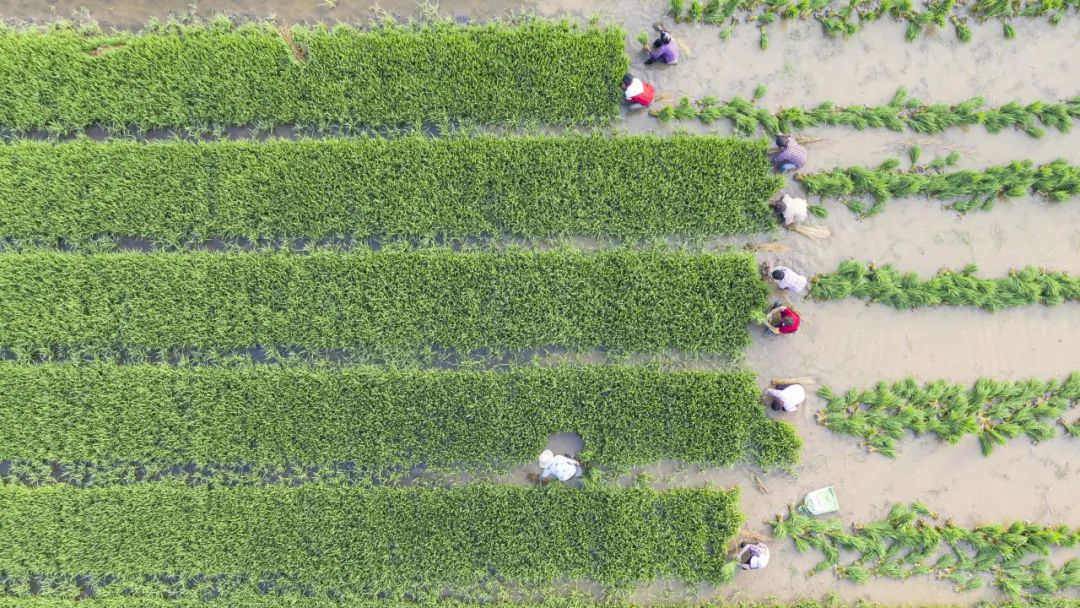 皖村富硒大米（安徽富硒大米多少钱一斤）-硒宝网