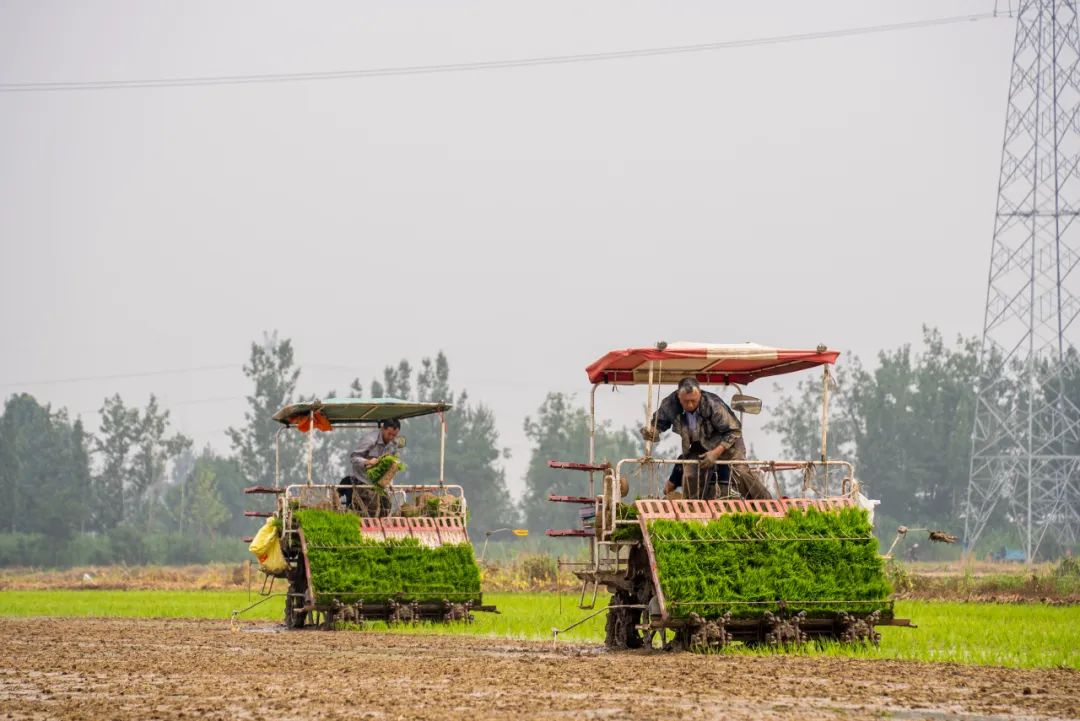 皖村富硒大米（安徽富硒大米多少钱一斤）-硒宝网