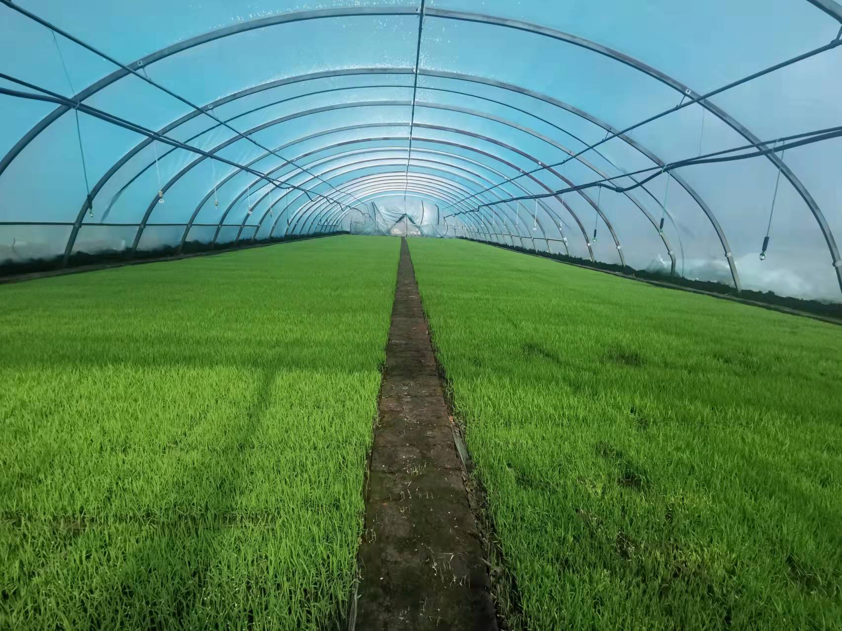 奉采富硒大米(富硒大米好在哪)-硒宝网