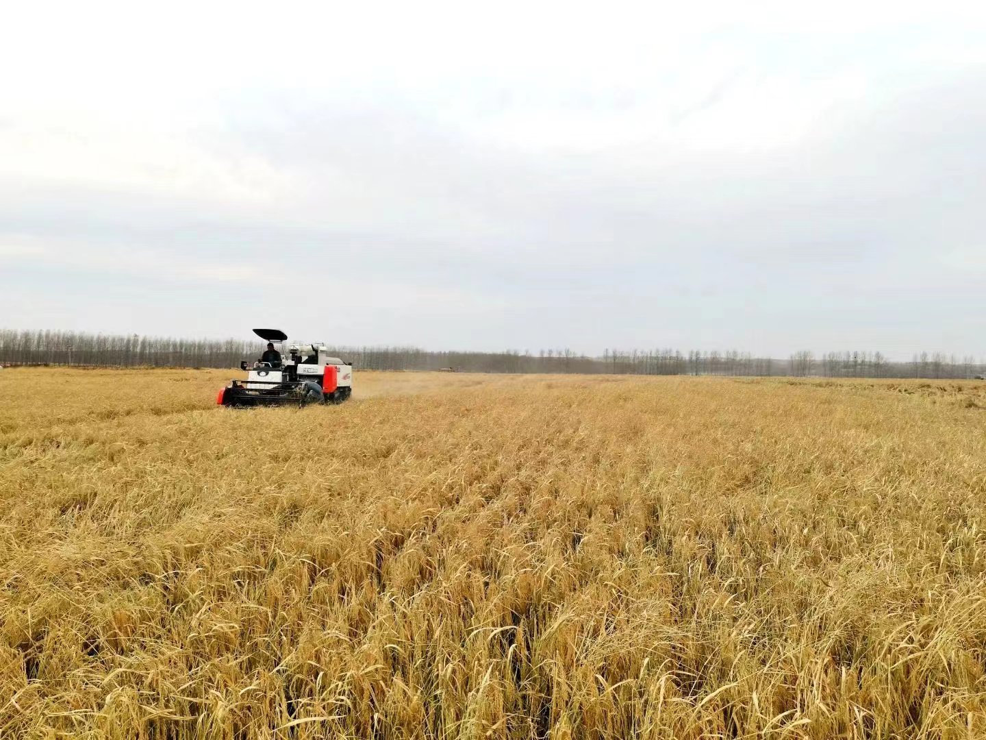 奉采富硒大米(富硒大米好在哪)-硒宝网