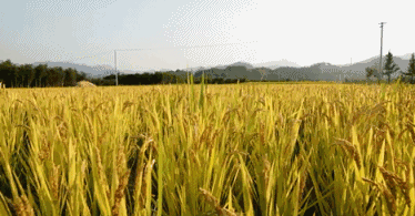 国沃富硒大米(富硒大米多少钱一袋)-硒宝网