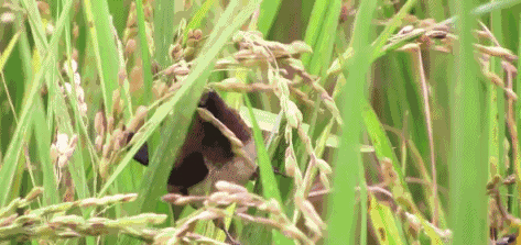 国沃富硒大米(富硒大米多少钱一袋)-硒宝网