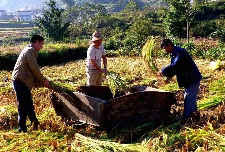 国沃富硒大米(富硒大米多少钱一袋)-硒宝网