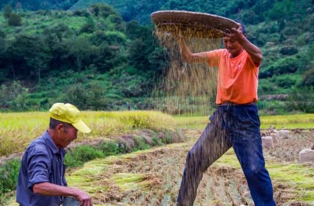 国沃富硒大米(富硒大米多少钱一袋)-硒宝网