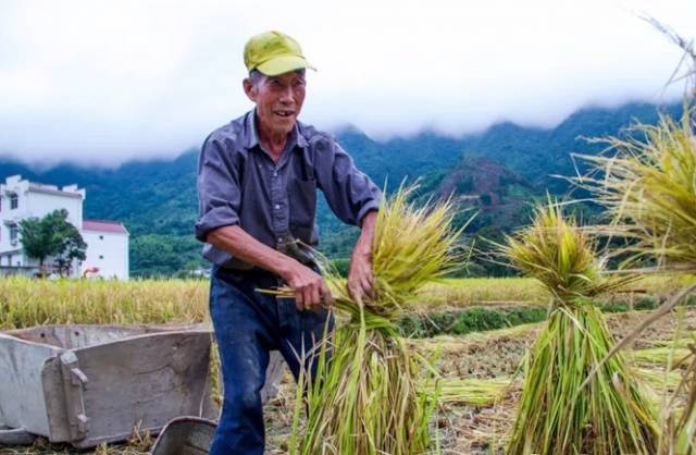 国沃富硒大米(富硒大米多少钱一袋)-硒宝网