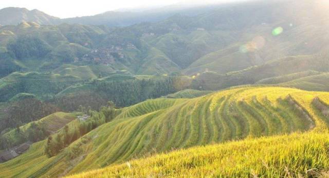 国沃富硒大米(富硒大米多少钱一袋)-硒宝网