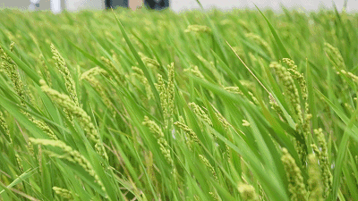 国沃富硒大米(富硒大米多少钱一袋)-硒宝网