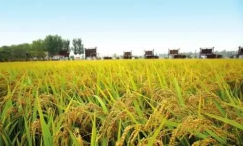 富硒盐梗大米（大米富硒含量标准）-硒宝网