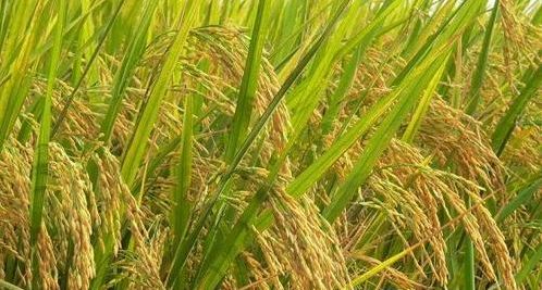 富硒盐梗大米（大米富硒含量标准）-硒宝网