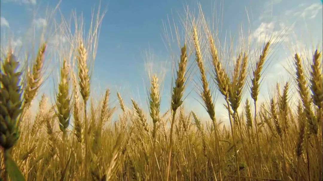 富硒盐梗大米（大米富硒含量标准）-硒宝网