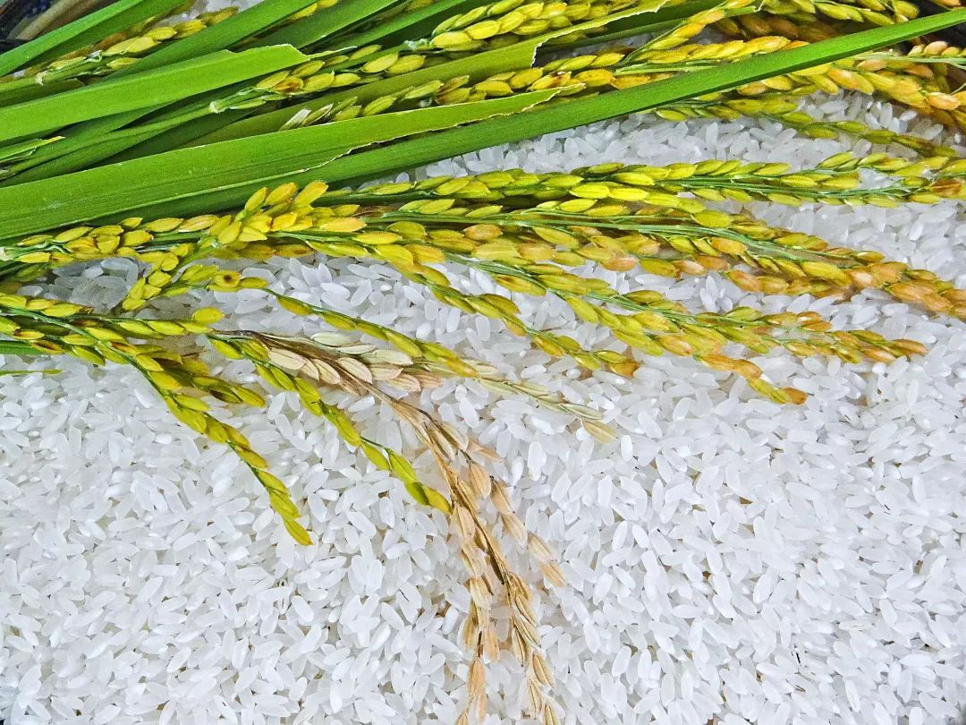富硒盐梗大米（大米富硒含量标准）-硒宝网