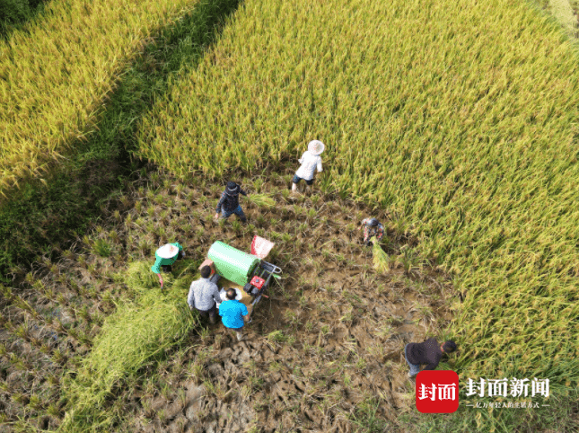 川凤富硒大米(四川富硒大米)-硒宝网