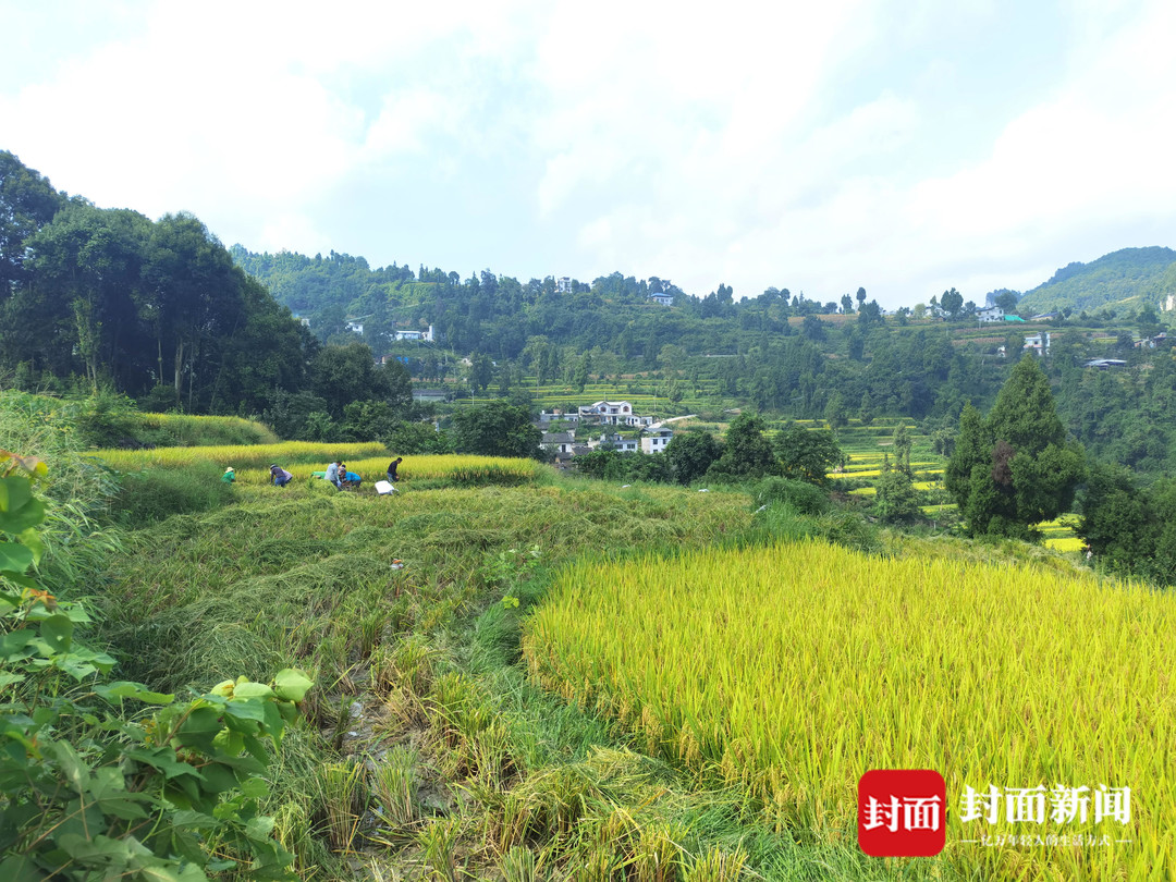 川凤富硒大米(四川富硒大米)-硒宝网