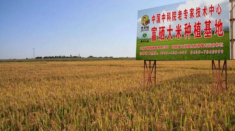 富硒大米美白（富硒的大米）-硒宝网