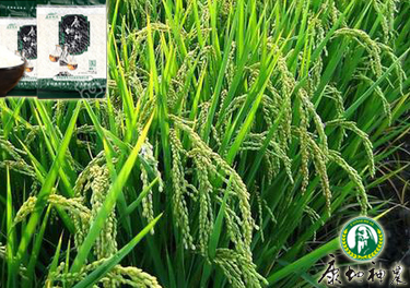 新玖富硒大米（玖夫富硒大米）-硒宝网