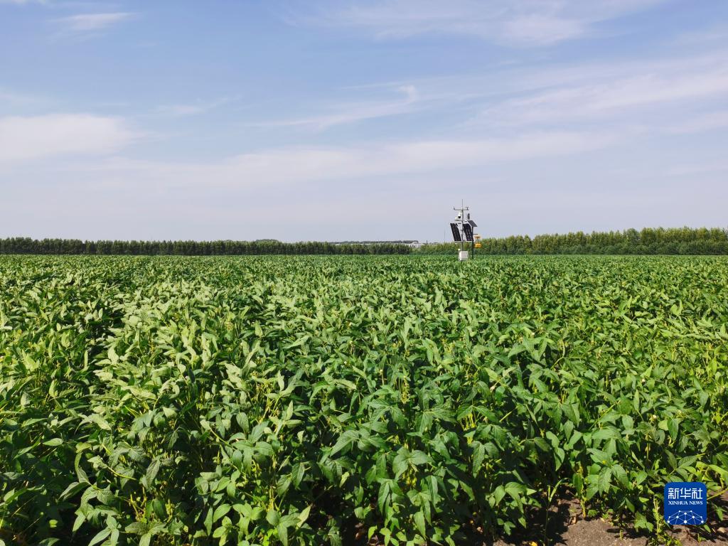 金佳富硒大米(富硒大米好吗)-硒宝网