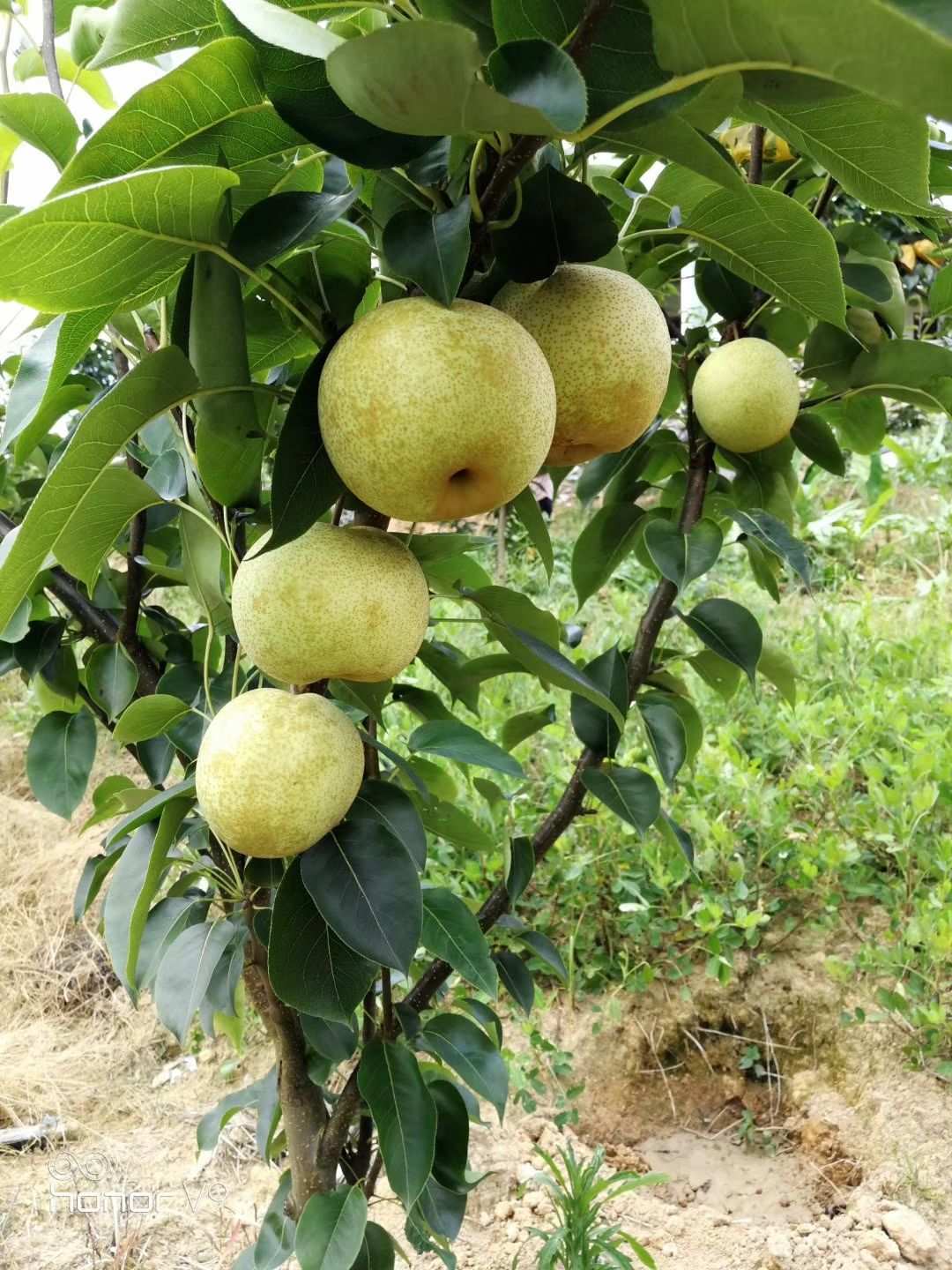 蒋堂富硒大米（富硒大米骗局）-硒宝网