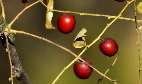 补锌哪种品牌效果好(哪款产品补锌效果好)-硒宝网