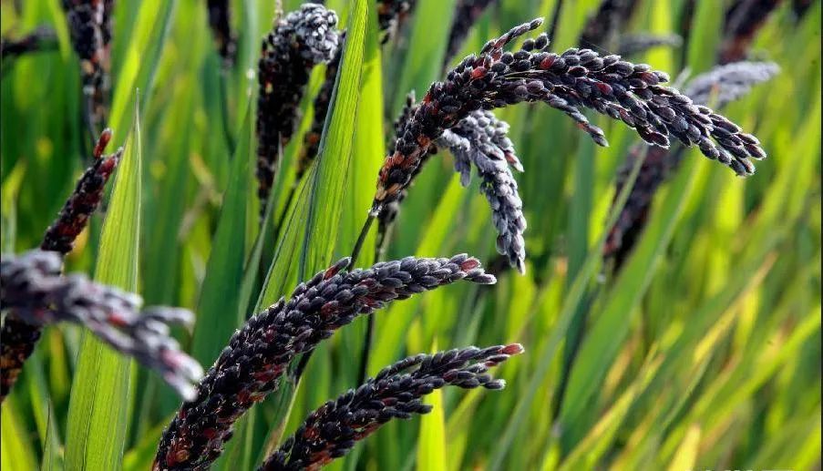 寒育富硒大米(富硒优质大米)-硒宝网