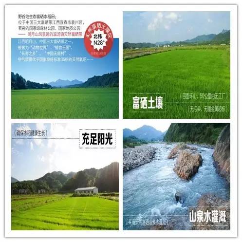 岠山富硒大米(富硒大米什么好处)-硒宝网
