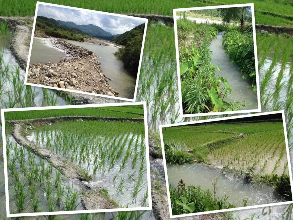 岠山富硒大米(富硒大米什么好处)-硒宝网