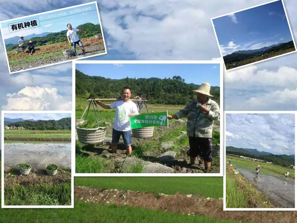 岠山富硒大米(富硒大米什么好处)-硒宝网