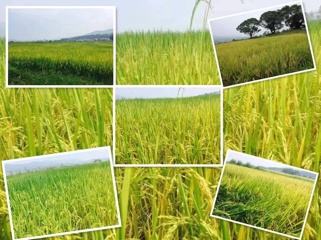 岠山富硒大米(富硒大米什么好处)-硒宝网