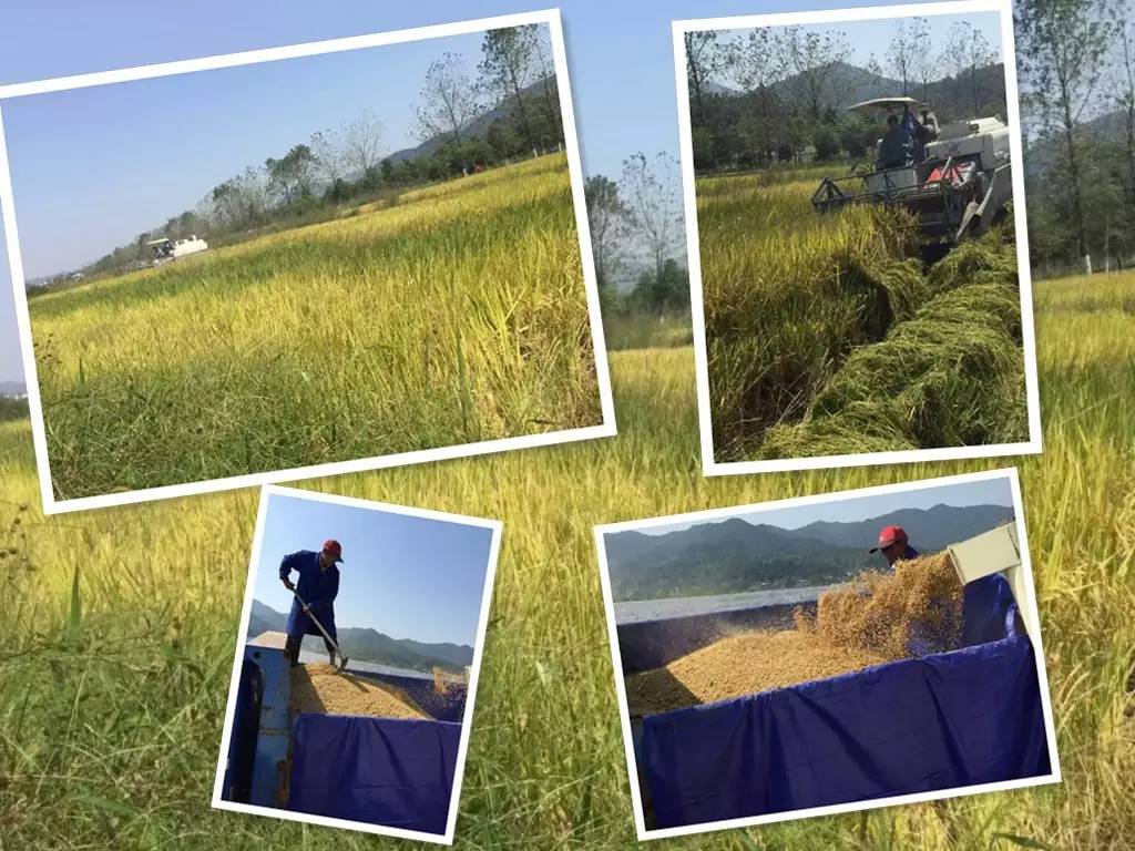 岠山富硒大米(富硒大米什么好处)-硒宝网