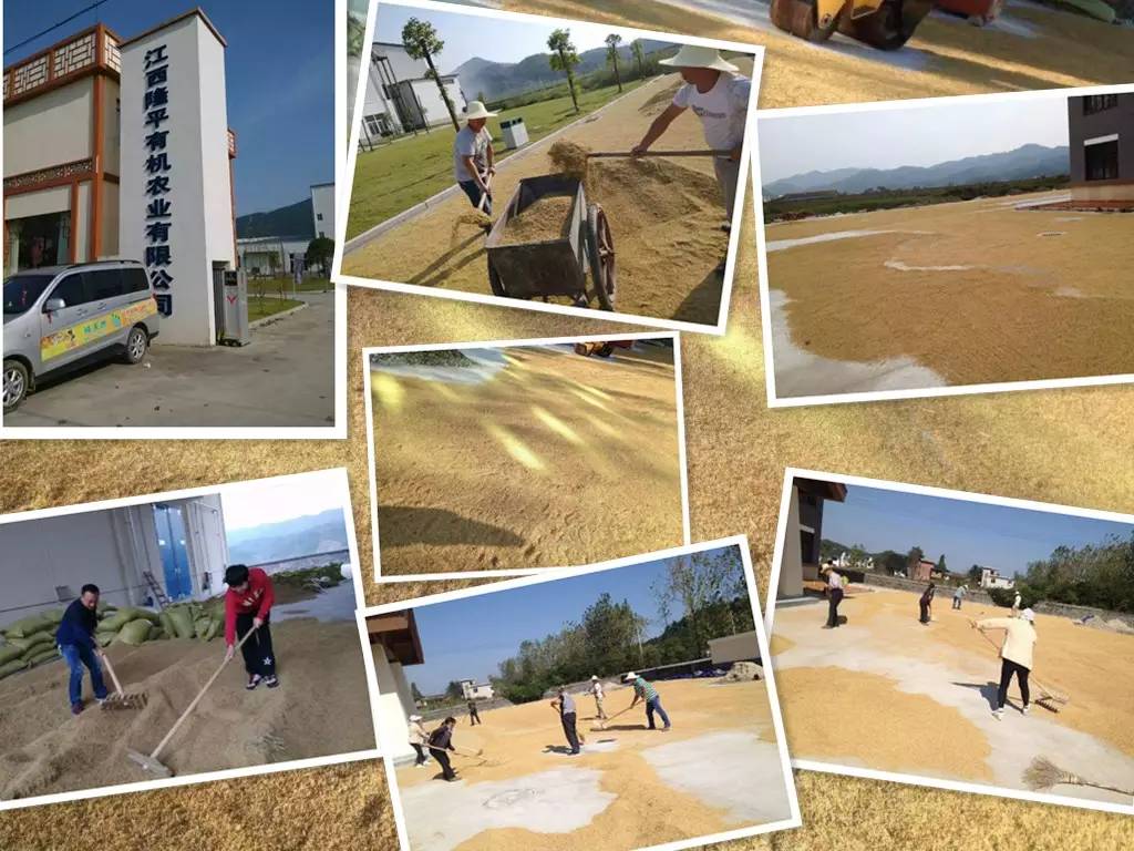 岠山富硒大米(富硒大米什么好处)-硒宝网