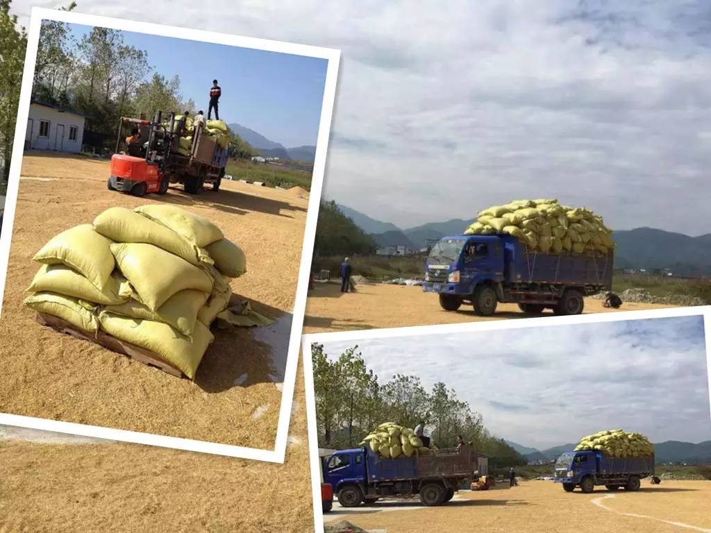 岠山富硒大米(富硒大米什么好处)-硒宝网