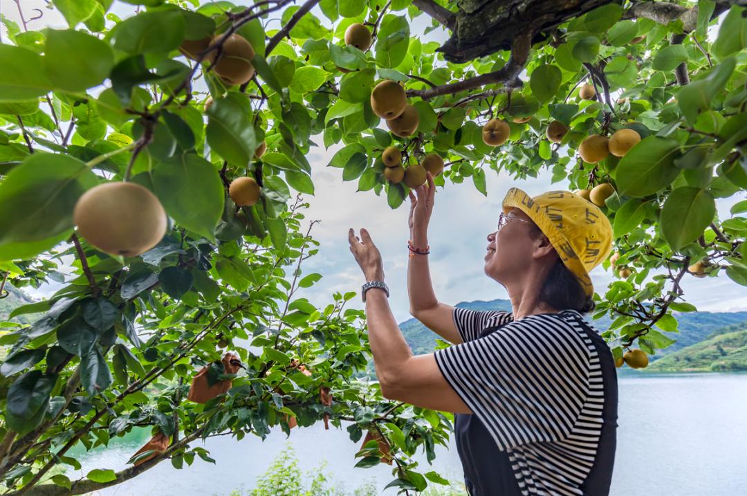 兆余富硒大米（富硒优质大米）-硒宝网