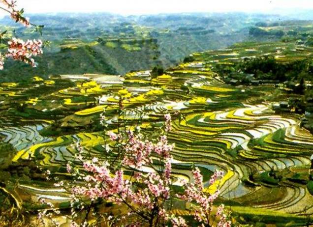 支罗富硒大米(据报道富硒大米有多种保健功能)-硒宝网