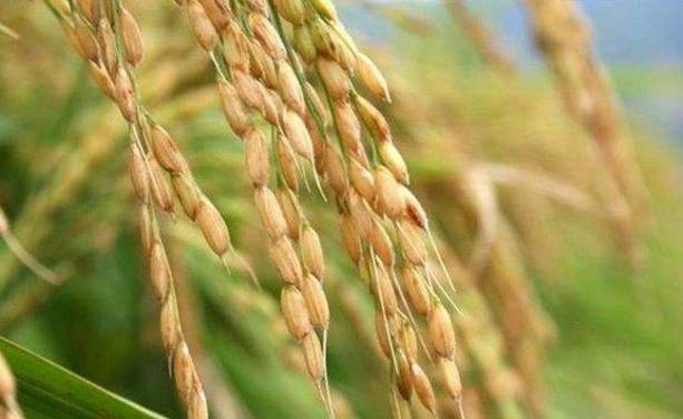 支罗富硒大米(据报道富硒大米有多种保健功能)-硒宝网