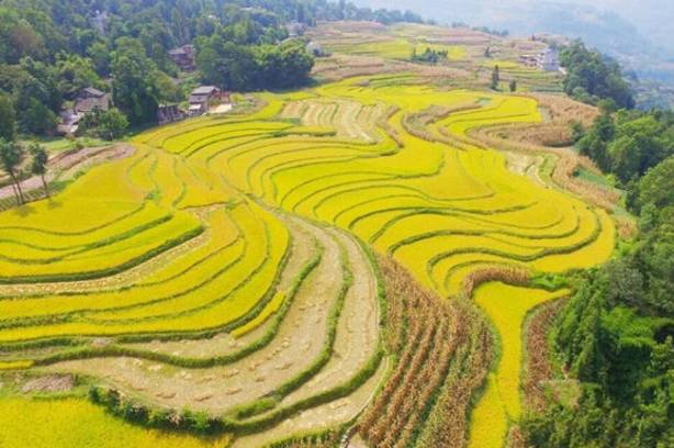 支罗富硒大米(据报道富硒大米有多种保健功能)-硒宝网