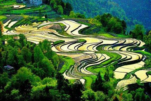 支罗富硒大米(据报道富硒大米有多种保健功能)-硒宝网