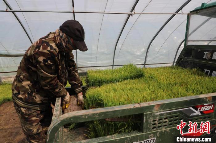 方正大米富硒（方正富硒米多少钱一斤）-硒宝网