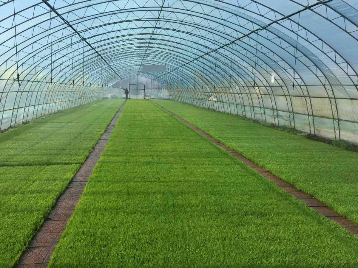 御鼠富硒大米（大米鼠图片）-硒宝网