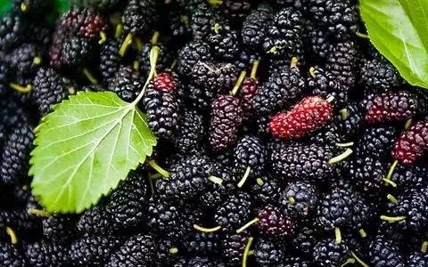 哪个牛奶补钙效果好(效果牛奶补钙好不好)-硒宝网