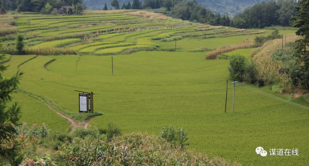 支罗富硒大米(富硒大米能补硒吗)-硒宝网