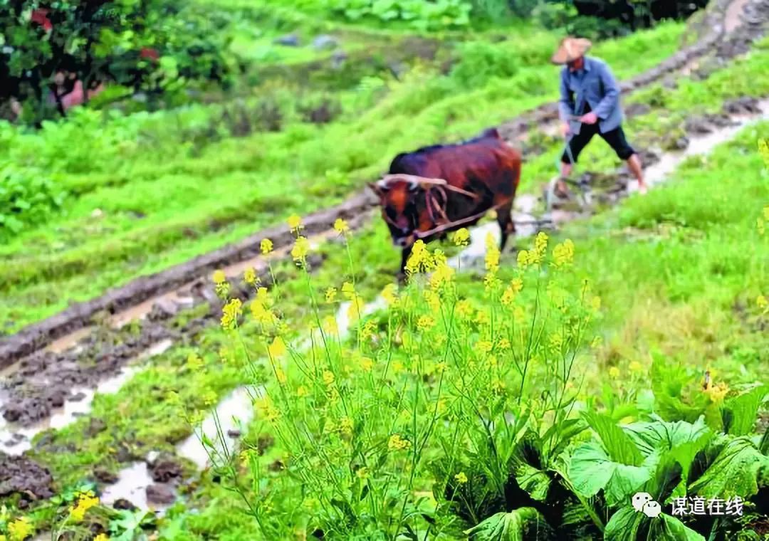 支罗富硒大米(富硒大米能补硒吗)-硒宝网