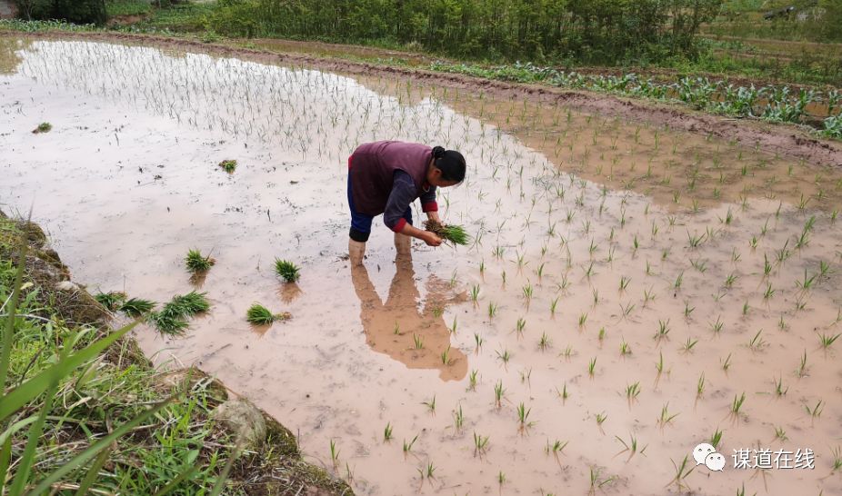 支罗富硒大米(富硒大米能补硒吗)-硒宝网